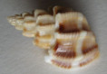 /products/scalptia-scalariformis-1-lamarck-1822/